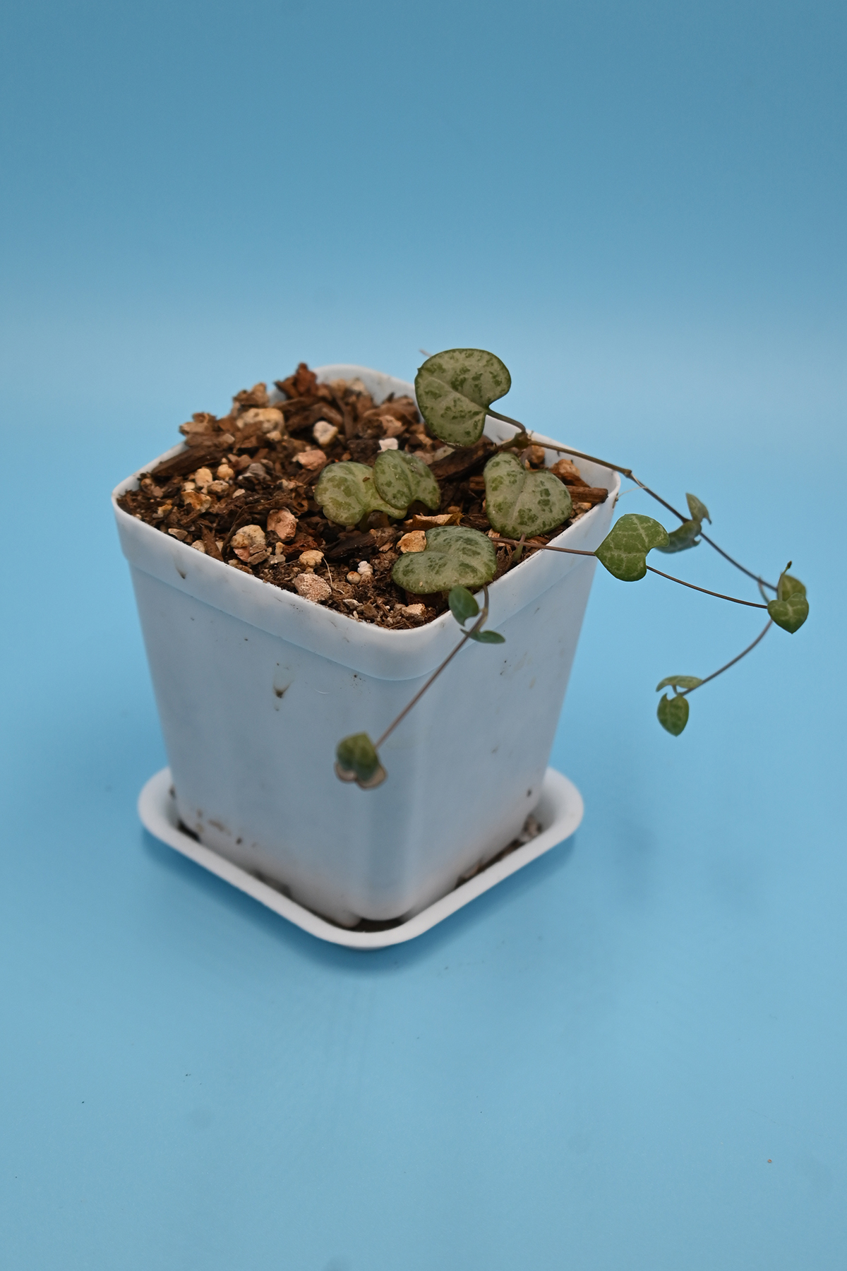 string of hearts propagation