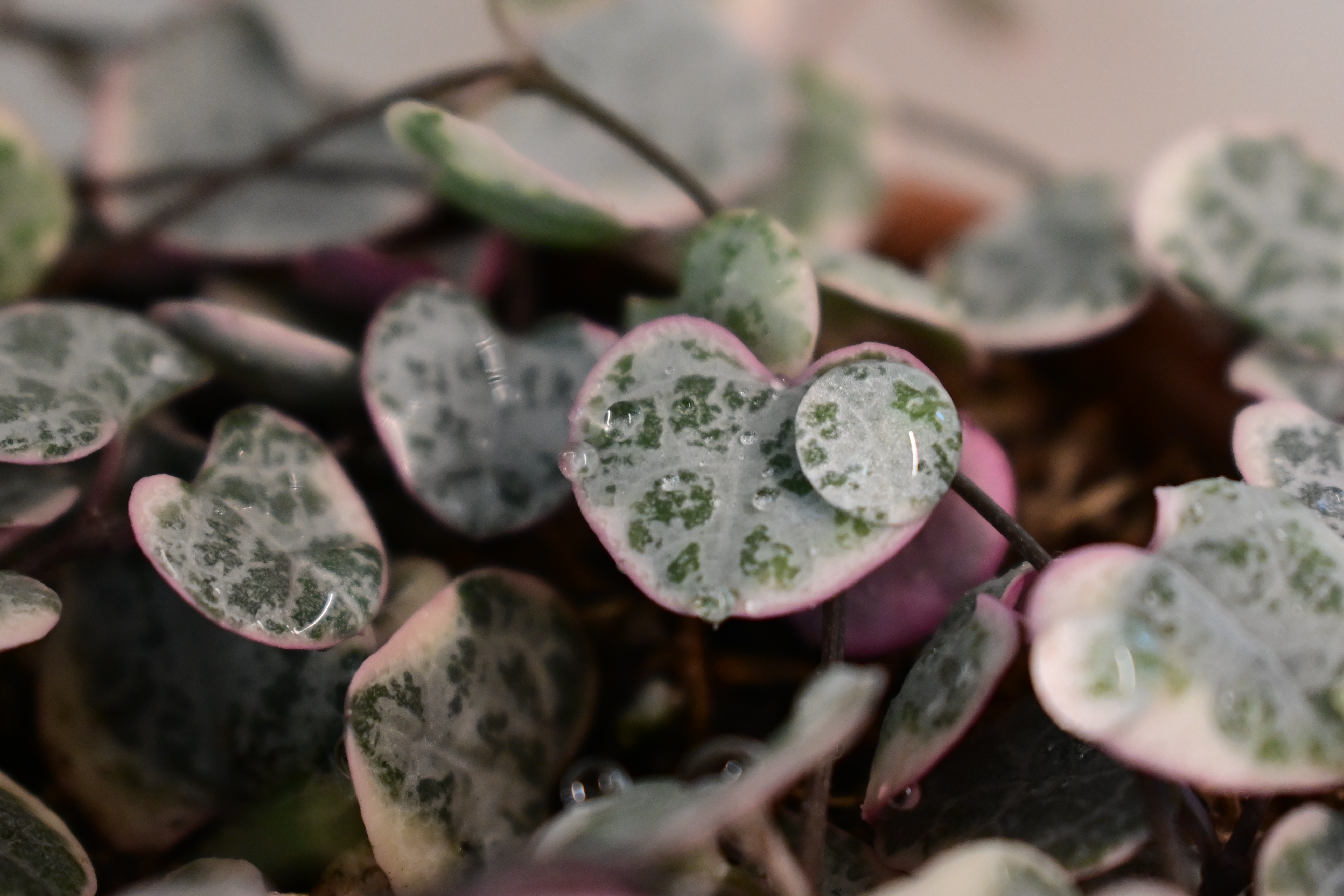 variegated string of hearts