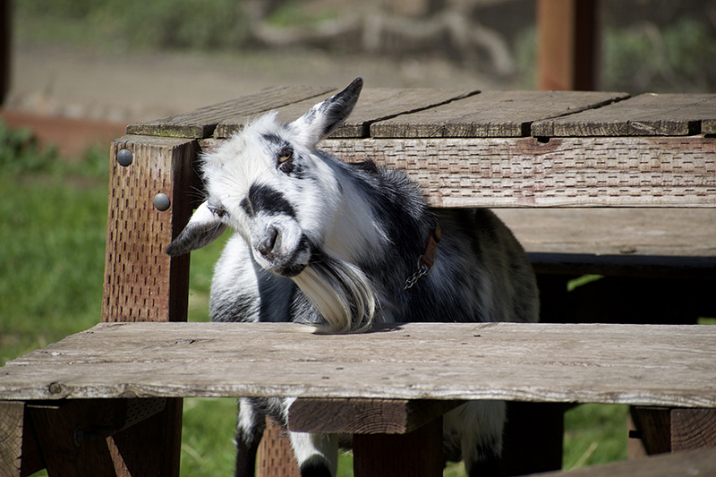 silly goat