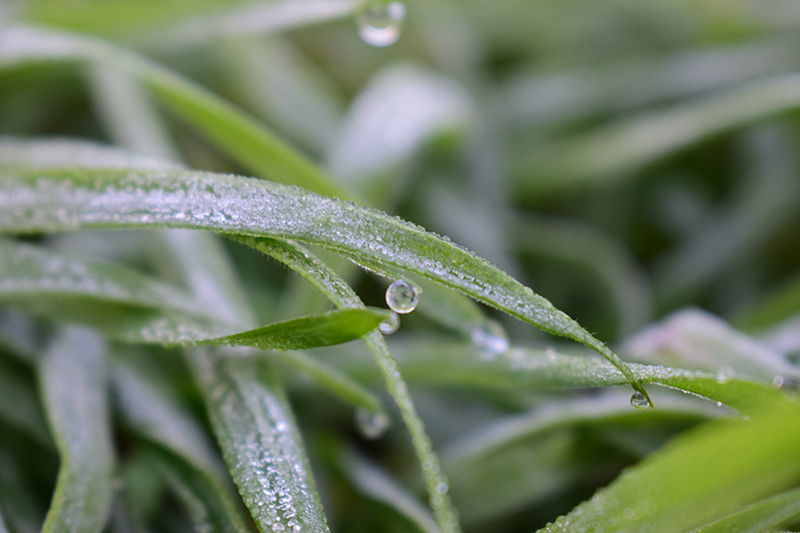 frosty grass