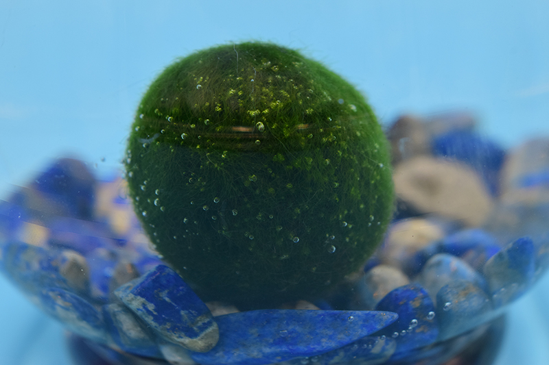 marimo moss